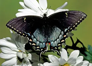 Asterius: Eastern Black Swallowtail
