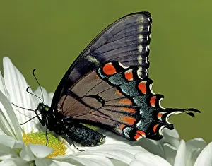 Asterius: Eastern Black Swallowtail