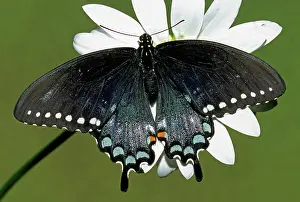 Asterius: Eastern Black Swallowtail