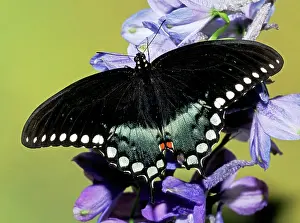 Asterius: Eastern Black Swallowtail Butterfly