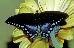 Asterius: Eastern Black Swallowtail Butterfly