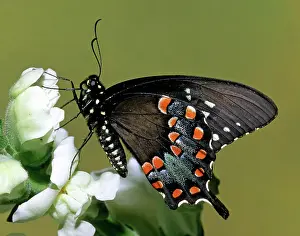 Abdomen: Eastern Black Swallowtail Butterfly