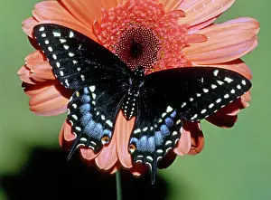 Asterius: Eastern Black Swallowtail Butterfly