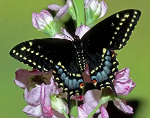 Asterius: Eastern Black Swallowtail Butterfly