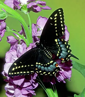 Asterius: Eastern Black Swallowtail Butterfly