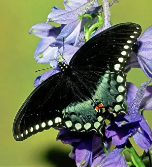 Asterius: Eastern Black Swallowtail Butterfly