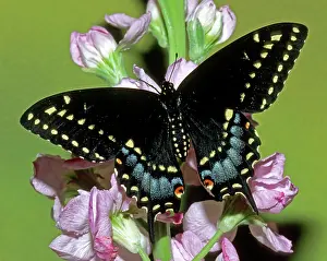 Asterius: Eastern Black Swallowtail Butterfly