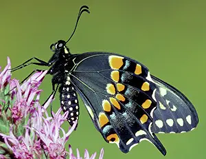 Asterius: Eastern Black Swallowtail Butterfly
