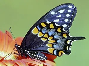 Asterius: Eastern Black Swallowtail Butterfly