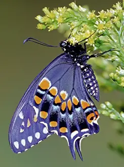 Asterius: Eastern Black Swallowtail Butterfly