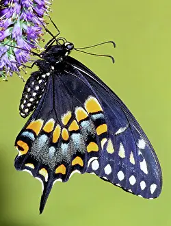 Abdomen: Eastern Black Swallowtail Butterfly