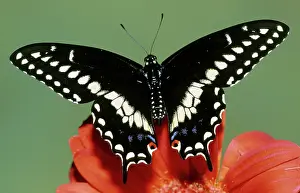 Asterius: Eastern Black Swallowtail Butterfly