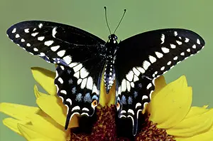 Asterius: Eastern Black Swallowtail Butterfly