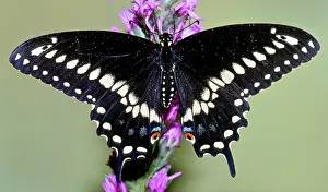 Asterius: Eastern Black Swallowtail Butterfly