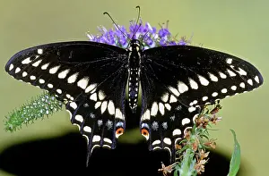 Asterius: Eastern Black Swallowtail Butterfly