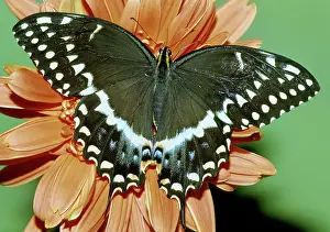 Asterius: Eastern Black Swallowtail Butterfly