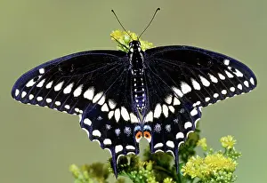 Asterius: Eastern Black Swallowtail Butterfly