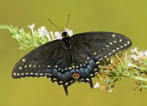 Asterius: Eastern Black Swallowtail Butterfly