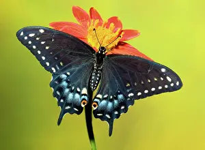 Mimics: Eastern Black Swallowtail Butterfly