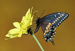 Northeastern: Eastern Black Swallowtail Butterfly