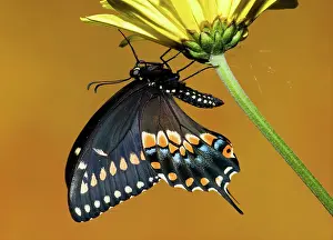 Northeastern: Eastern Black Swallowtail Butterfly