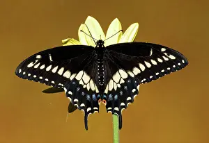 Northeastern: Eastern Black Swallowtail Butterfly