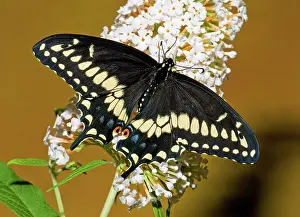 Northeastern: Eastern Black Swallowtail Butterfly