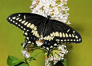 Northeastern: Eastern Black Swallowtail Butterfly