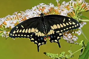 Northeastern: Eastern Black Swallowtail Butterfly