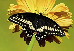 Northeastern: Eastern Black Swallowtail Butterfly