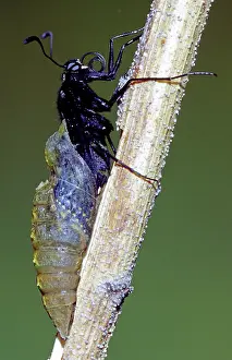 Emergent: Eastern Black Swallowtail metamorphosis