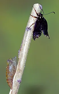 Emergent: Eastern Black Swallowtail metamorphosis