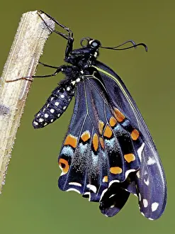 Asterius: Eastern Black Swallowtail metamorphosis