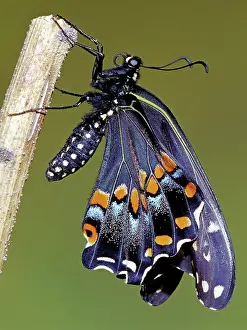 Asterius: Eastern Black Swallowtail metamorphosis