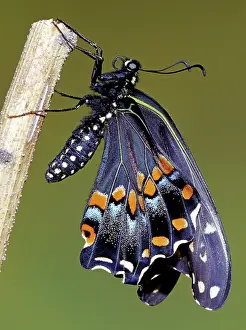Asterius: Eastern Black Swallowtail metamorphosis