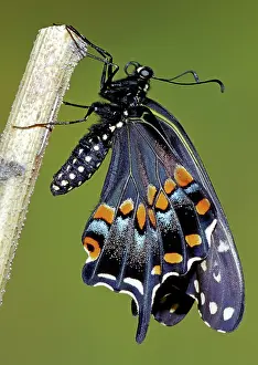 Abdomen: Eastern Black Swallowtail metamorphosis