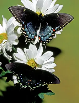 Asterius: Eastern Black Swallowtail pair