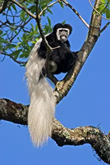 Guereza: Eastern Black and White Colobus Monkey - adult male