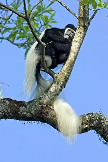 Guereza: Eastern Black and White Colobus Monkey - adult male