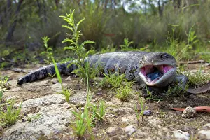 Scincidae: Eastern Blue-tongue Lizard