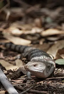 Skink: Eastern Blue-tongue Skink