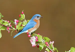 Bluebirds: Eastern Bluebird