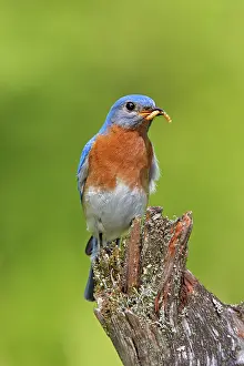 Grub: Eastern Bluebird