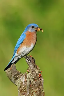 Grub: Eastern Bluebird