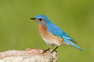 Bluebirds: Eastern Bluebird