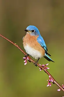Bluebirds: Eastern Bluebird
