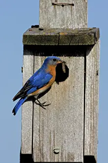 Birdhouse: Eastern Bluebird