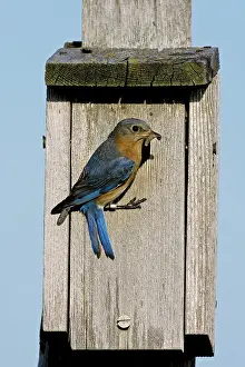 Birdhouse: Eastern Bluebird
