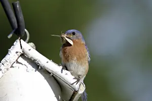Birdhouse: Eastern Bluebird