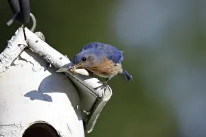 Birdhouse: Eastern Bluebird